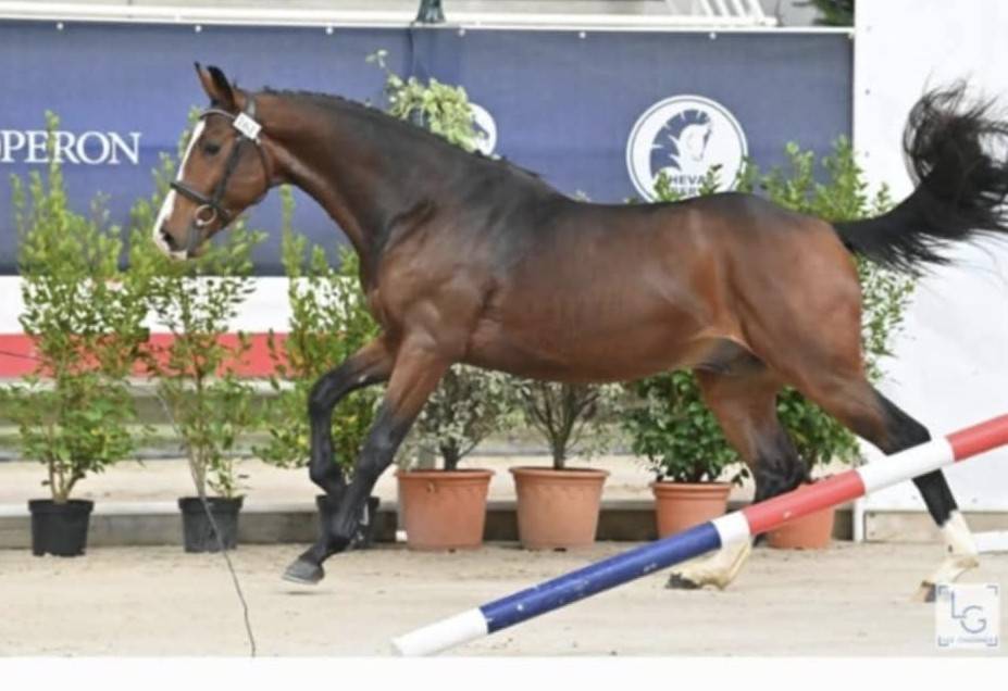 A vendre, hongre , 6 ans 