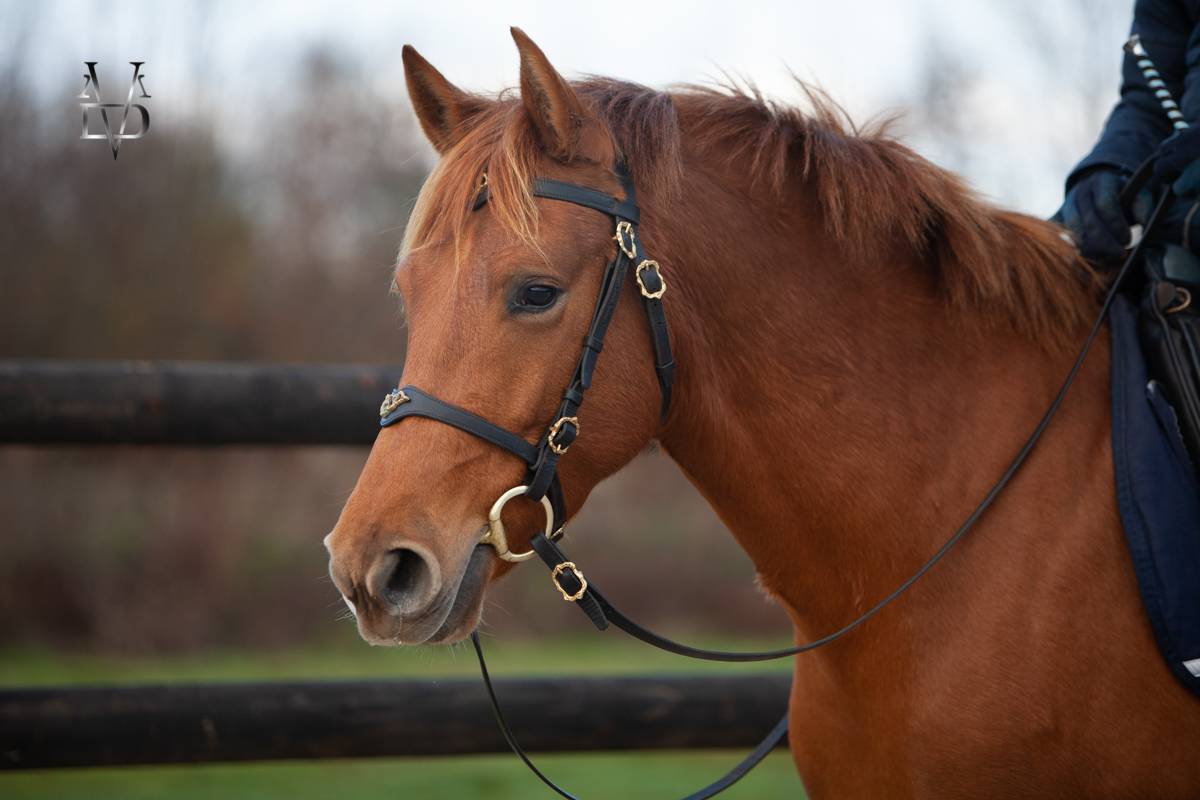 Jument PR Espagnole PRE alezane + prl &agrave; vendre