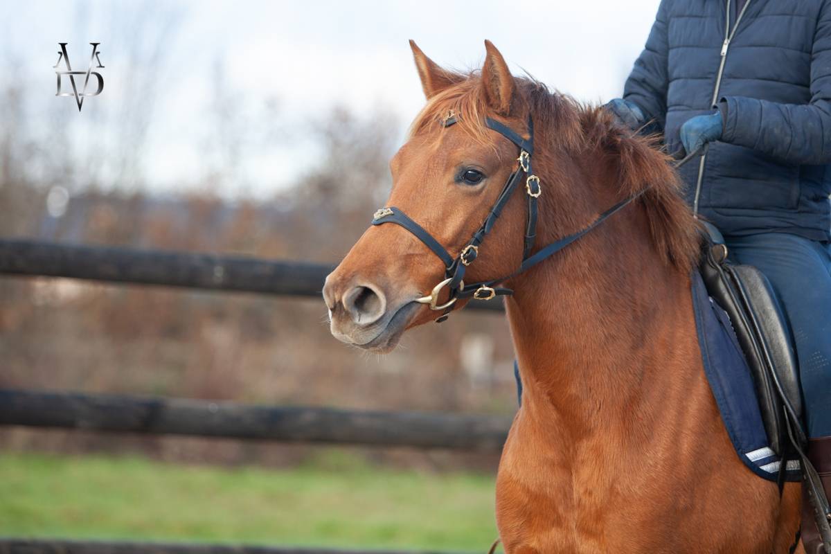 Jument PR Espagnole PRE alezane + prl &agrave; vendre