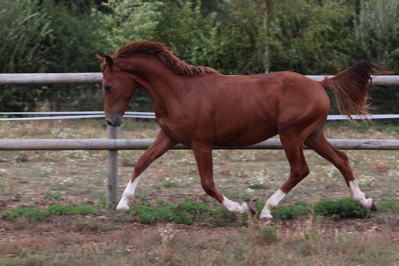 Très sérieux mâle PFS prenant 2 ans en 2026 - CSO/CCE