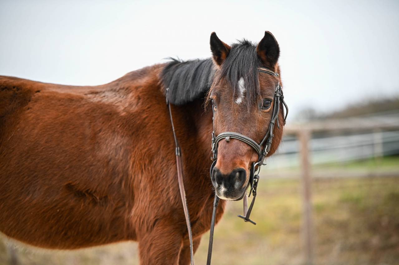 PONEY D POUR RETRAITE