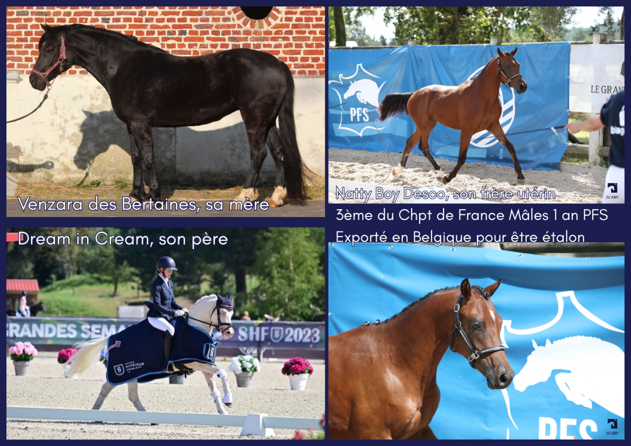 Magnifique foal PFS isabelle sooty