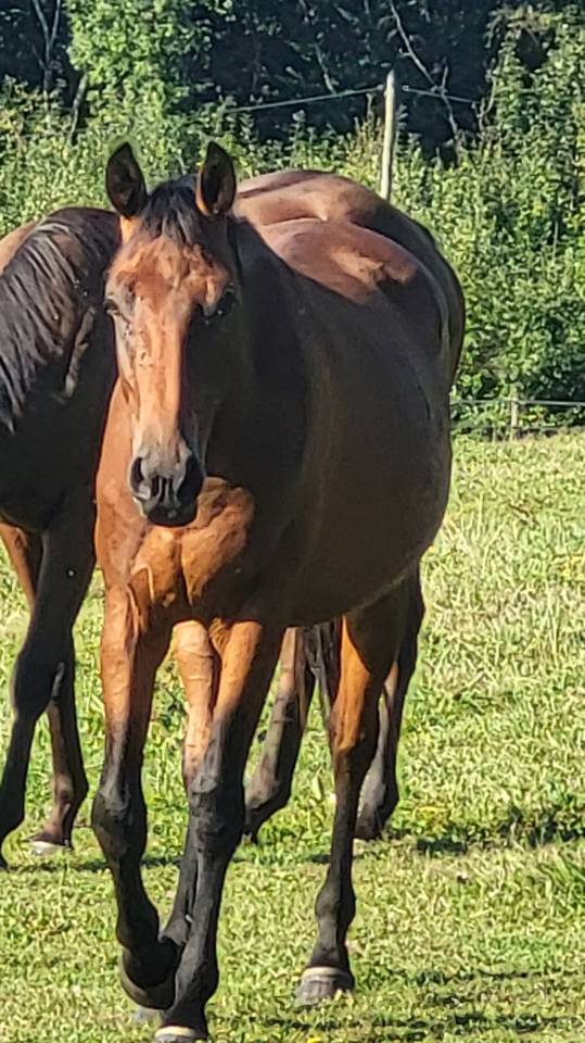 Jeune cheval 