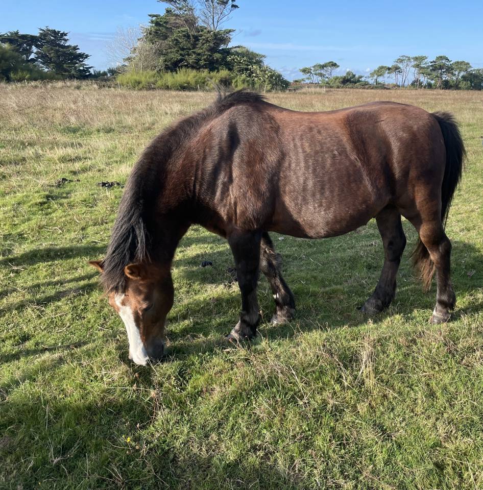 Vente poneys cause surnombre 