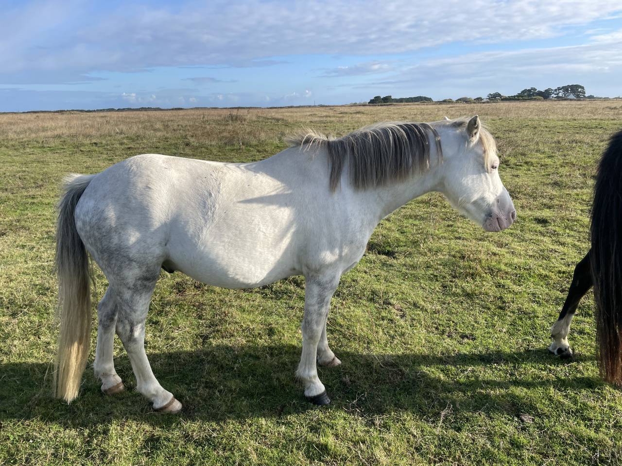 Vente poneys cause surnombre 