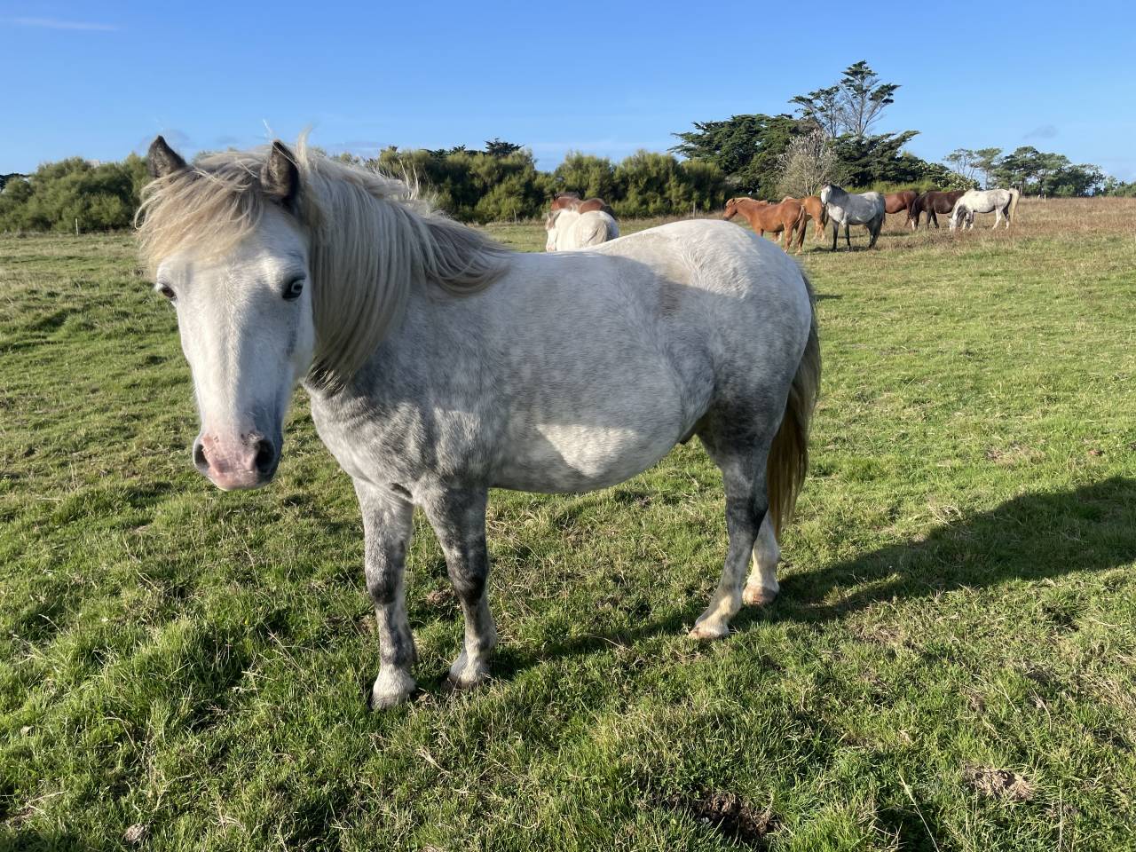 Vente poneys cause surnombre 