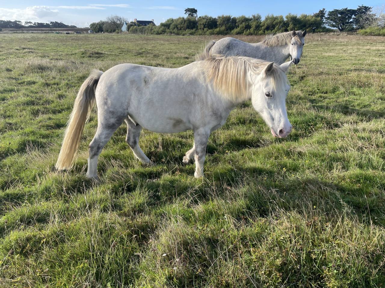 Vente poneys cause surnombre 