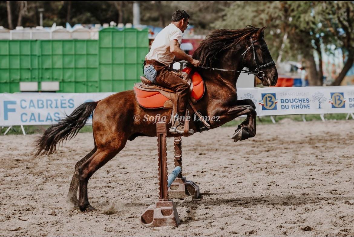 Cheval PRE 5 ans