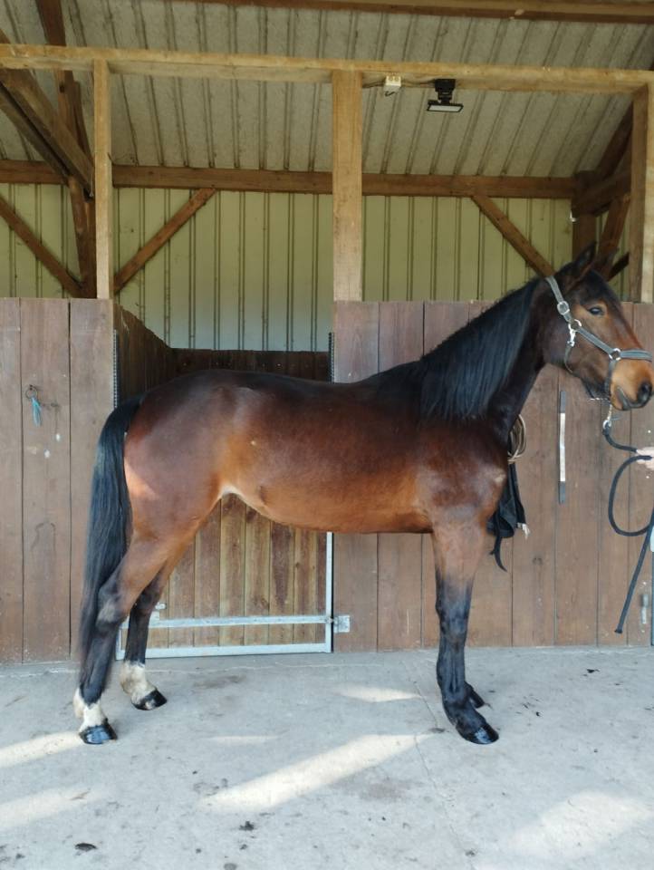 Trotteuse 4 ans