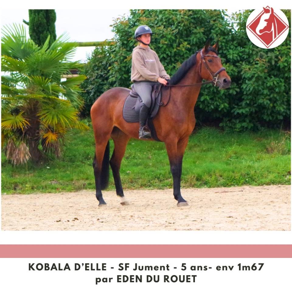 Jument SF à finir de former 4.5 points PACE