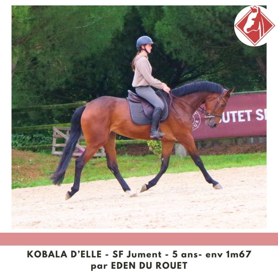 Jument SF à finir de former 4.5 points PACE