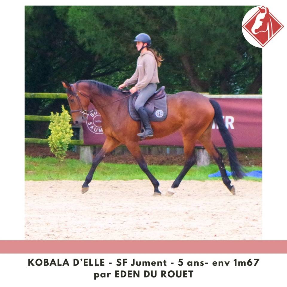 Jument SF à finir de former 4.5 points PACE