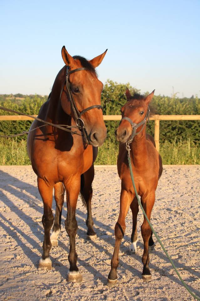 CAVALIER JEUNES CHEVAUX