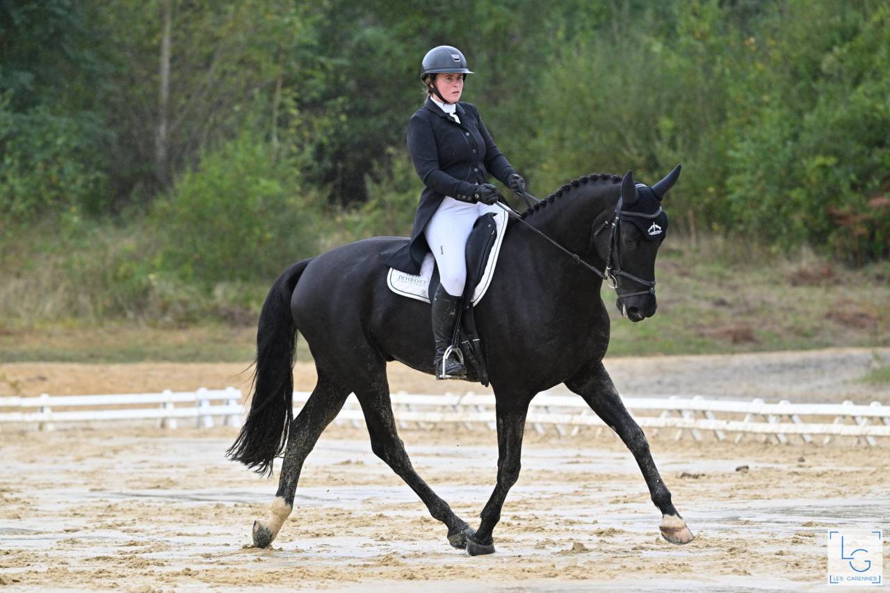 Magnifique hongre noir cce / CSO / hunter / dressage 