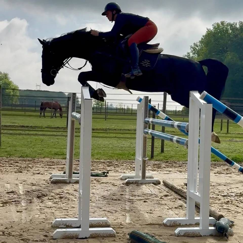 Magnifique hongre noir cce / CSO / hunter / dressage 