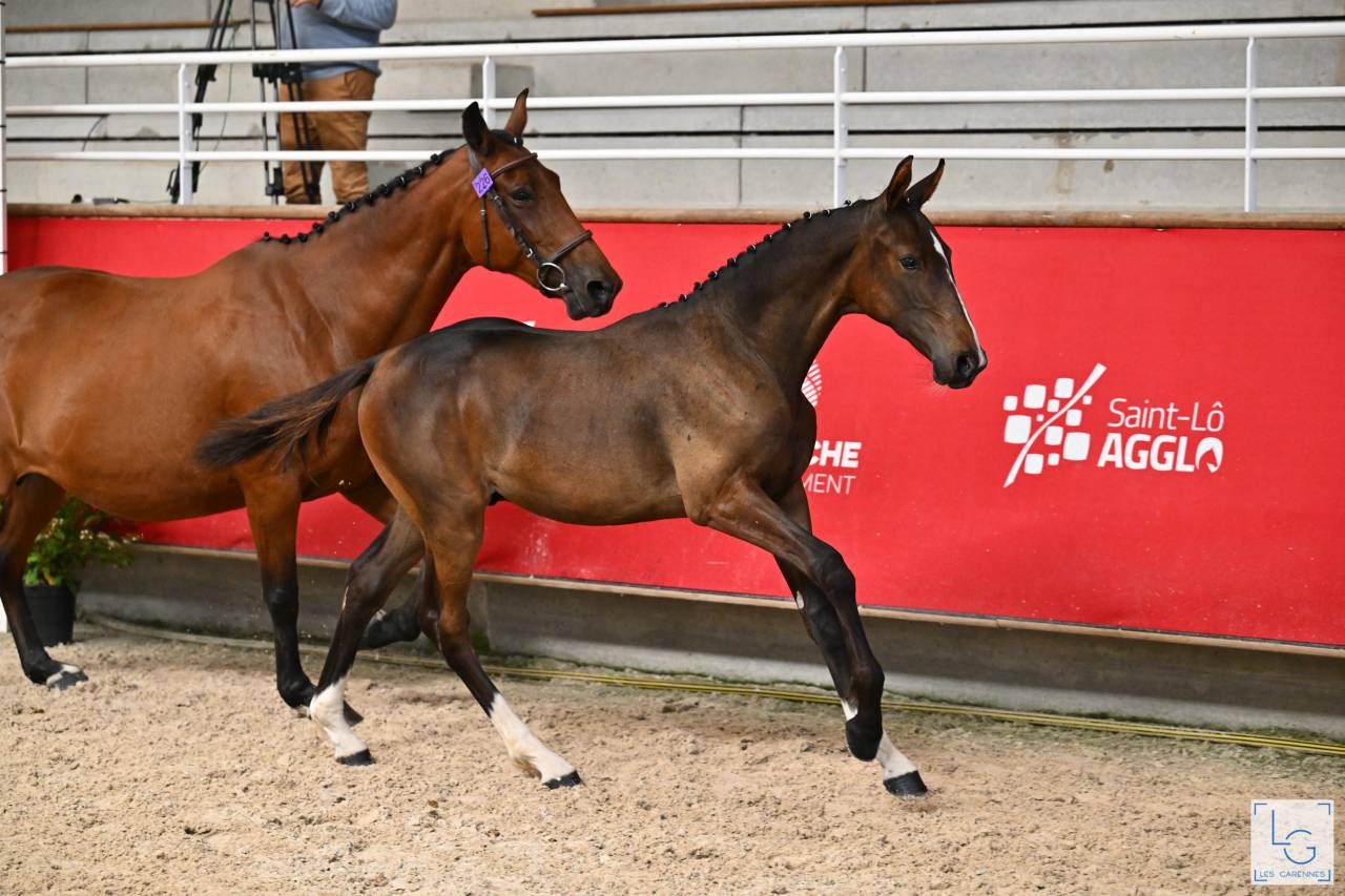 FOAL PARME DES TOURELLES mâle 6 mois