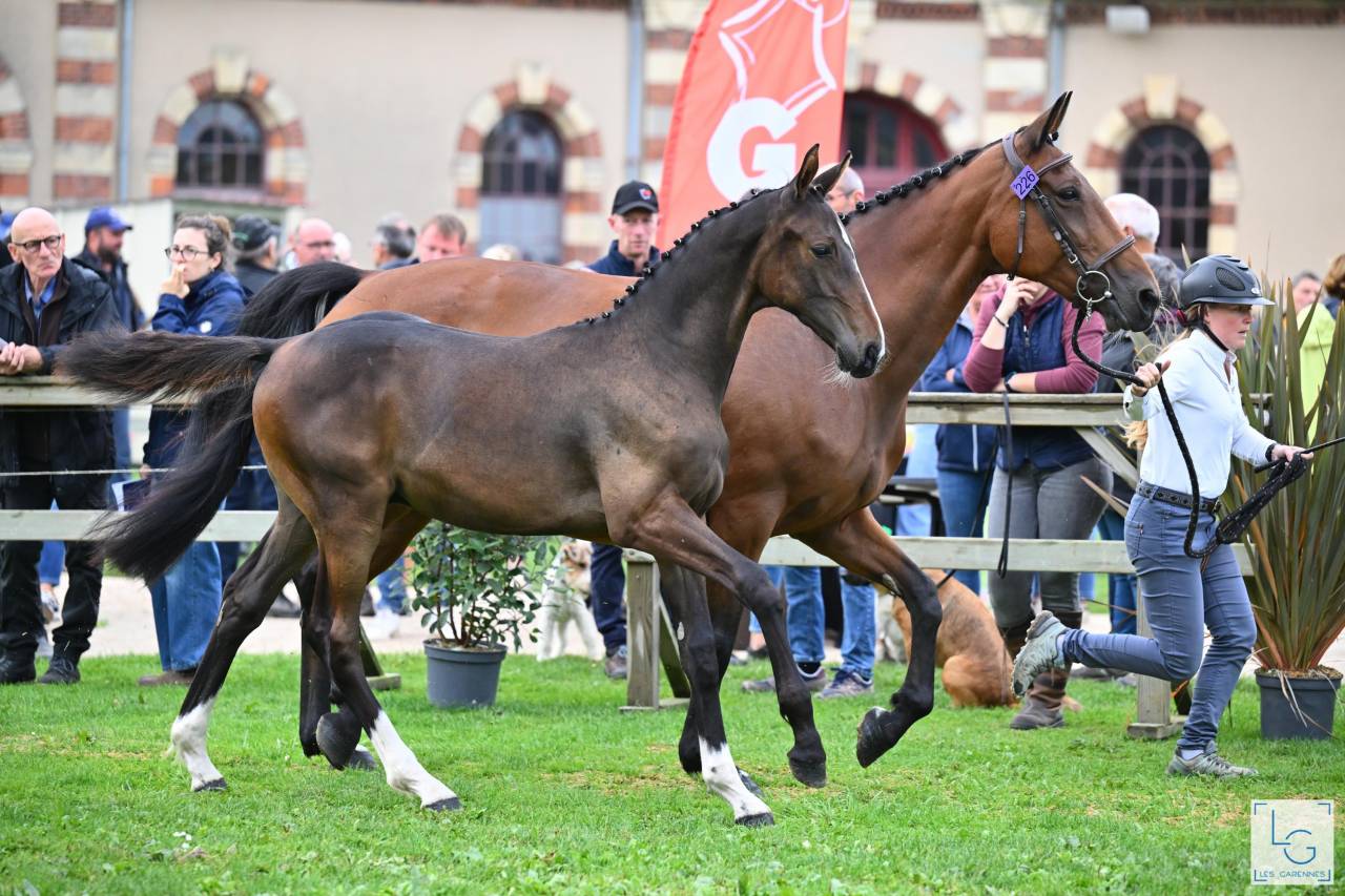 FOAL PARME DES TOURELLES mâle 6 mois