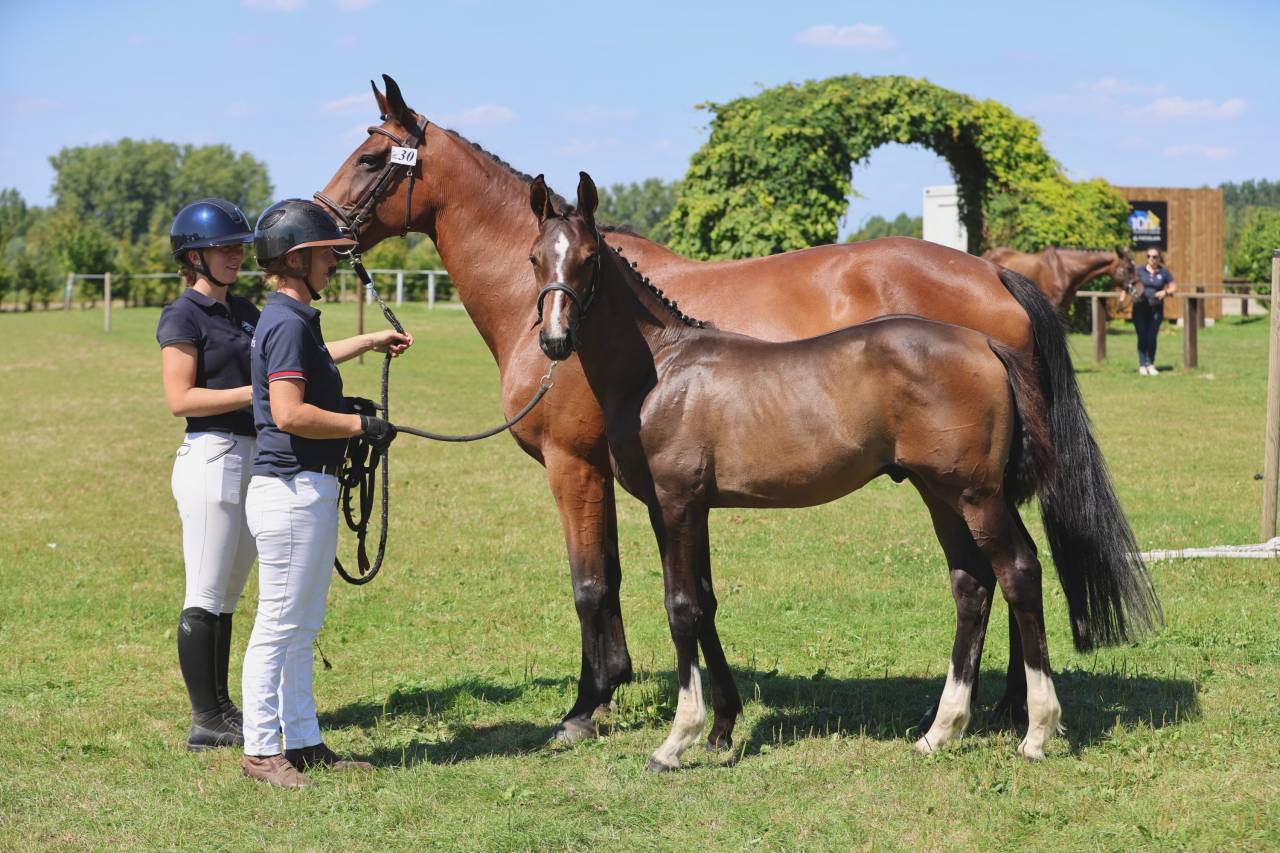 FOAL PARME DES TOURELLES mâle 6 mois