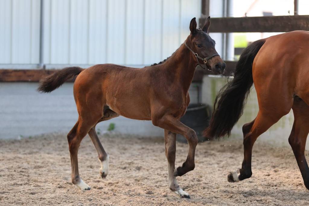 FOAL PANELLE DES TOURELLES POULICHE 