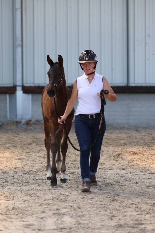 FOAL PANELLE DES TOURELLES POULICHE 