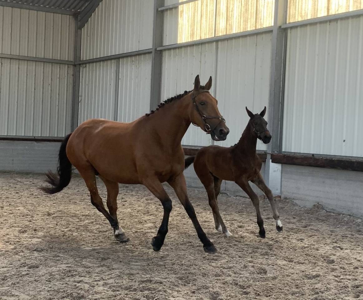 FOAL PANELLE DES TOURELLES POULICHE 