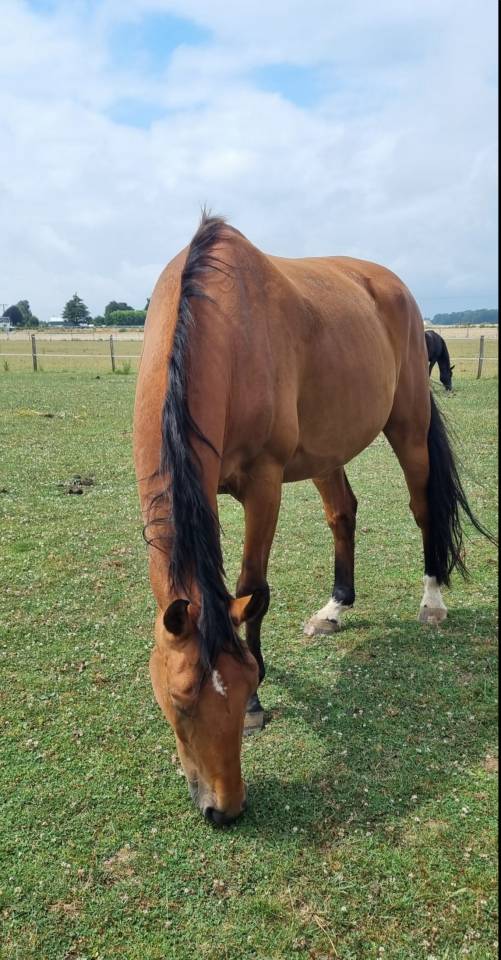 Recherche cavalier/ère