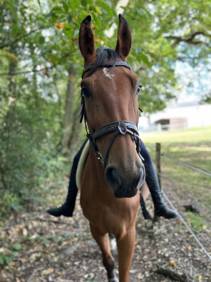 Recherche cavalier/ère