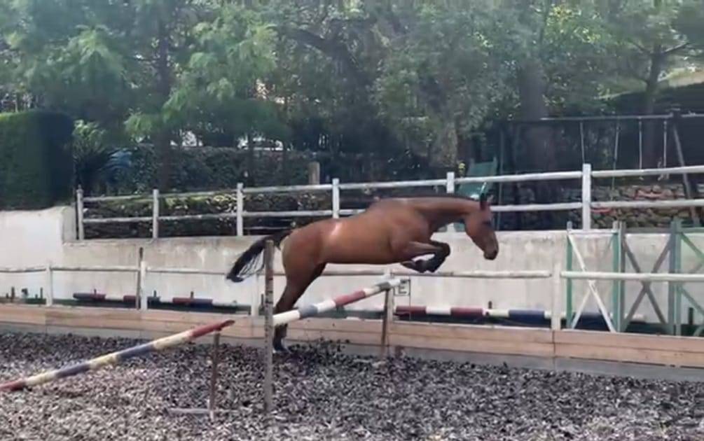 Jument Pur-Sang Anglais 7 ans 