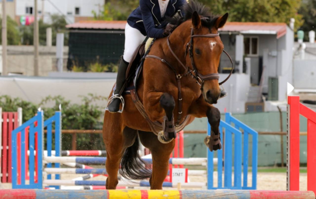 Jument Pur-Sang Anglais 7 ans 