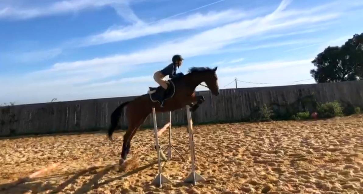 Jument Pur-Sang Anglais 7 ans 