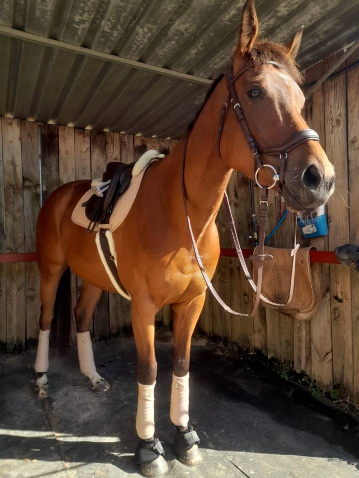 Jument Pur-Sang Anglais 7 ans 