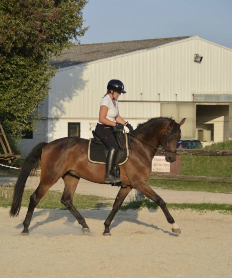 Superbe cheval de dressage d’avenir !!