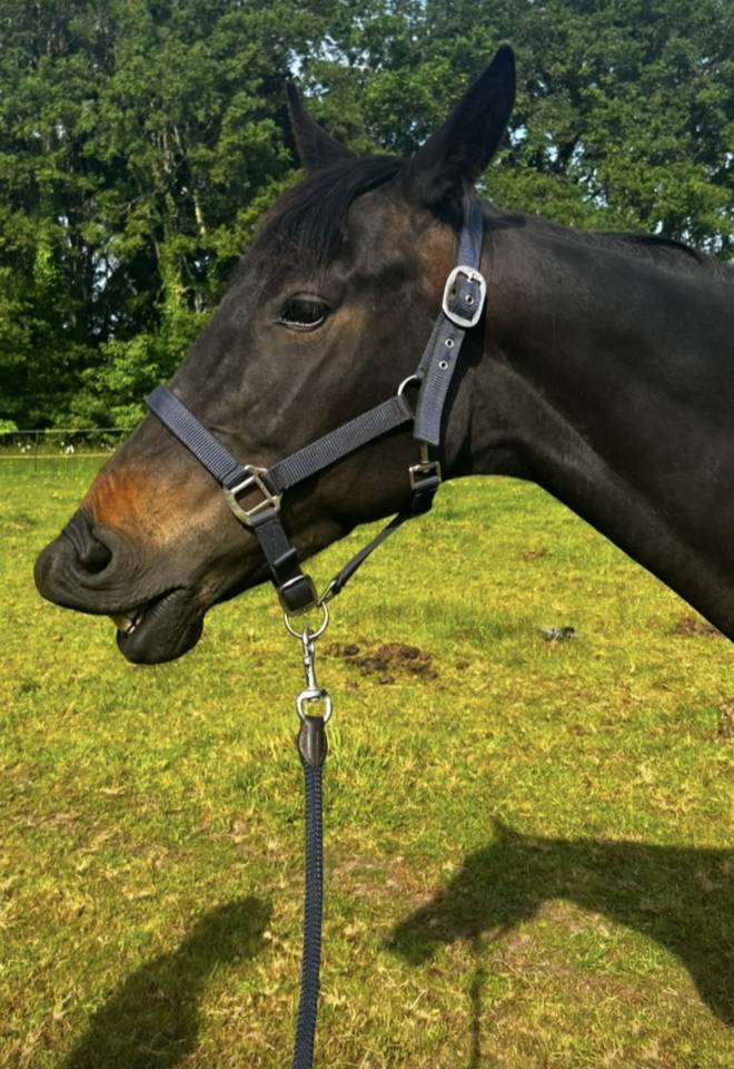 Jument trotteur français 