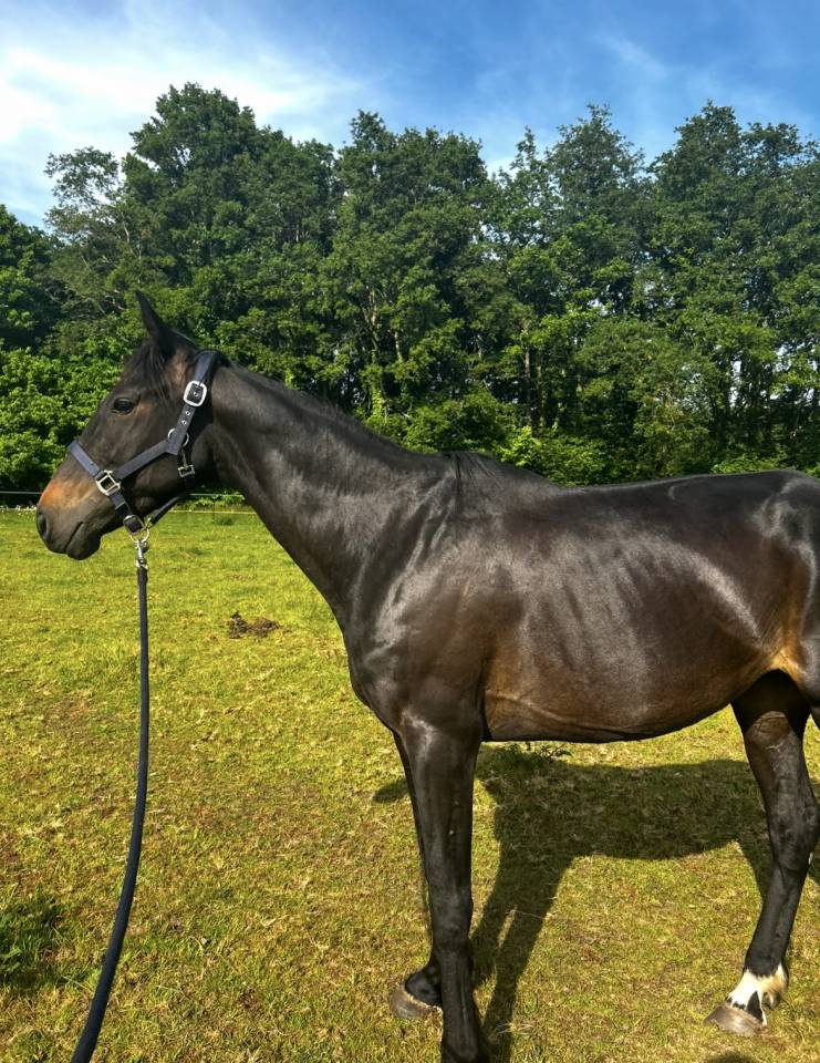 Jument trotteur français 