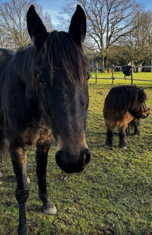Jument trotteur français 