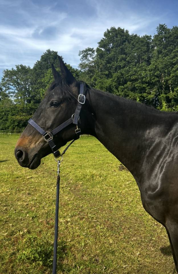 Jument trotteur français 