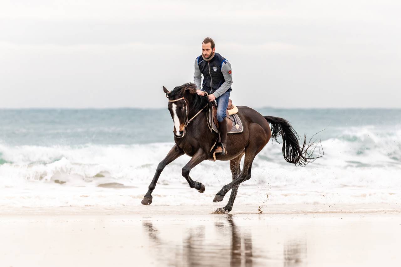 A vendre Super cheval