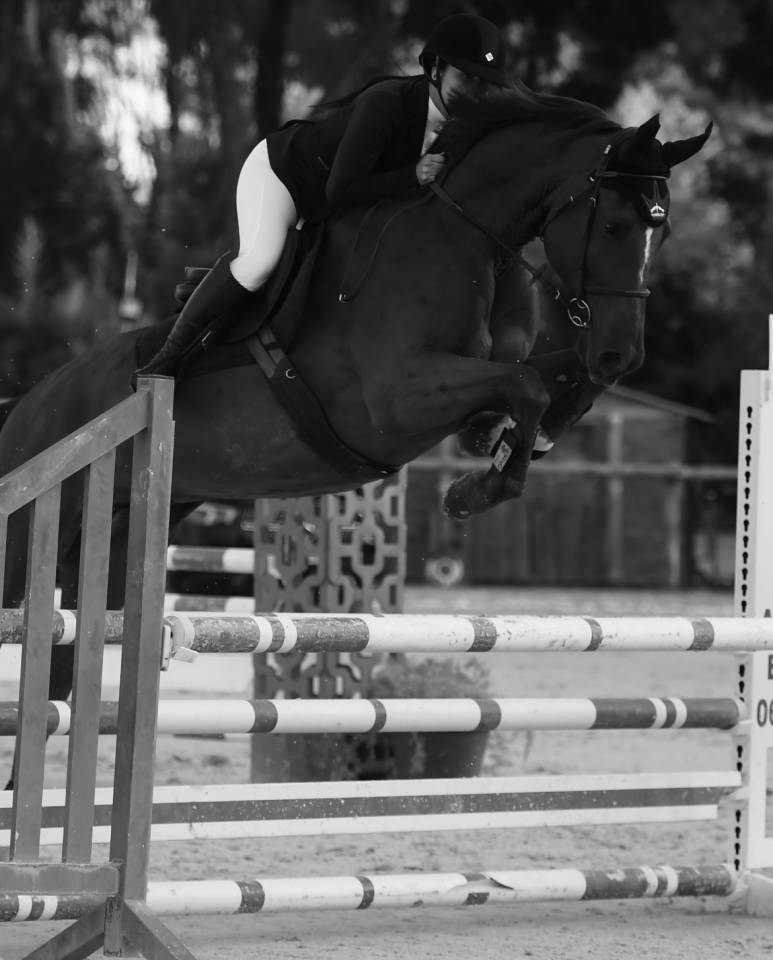 Super hongre de 9 ans