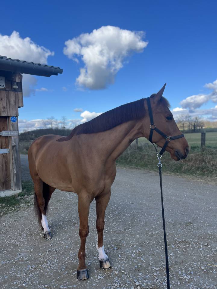 Super hongre de 9 ans