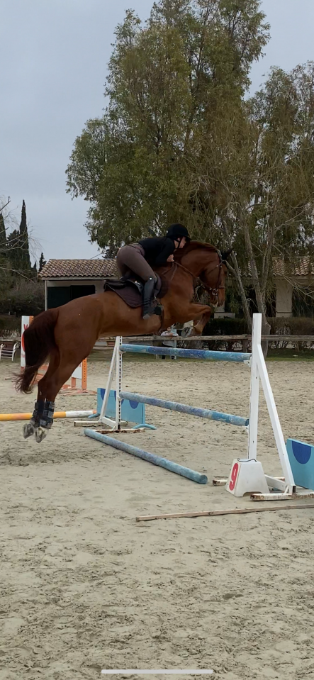 Super hongre de 9 ans