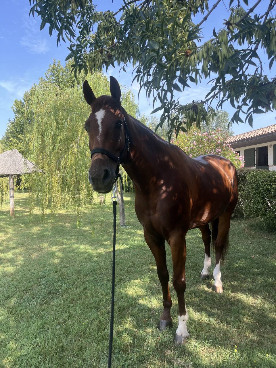 Super hongre de 9 ans