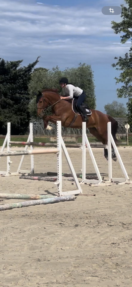 Super hongre de 9 ans