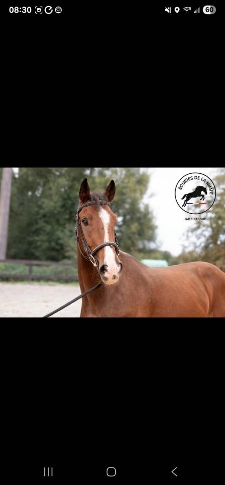 Cheval 3 ans