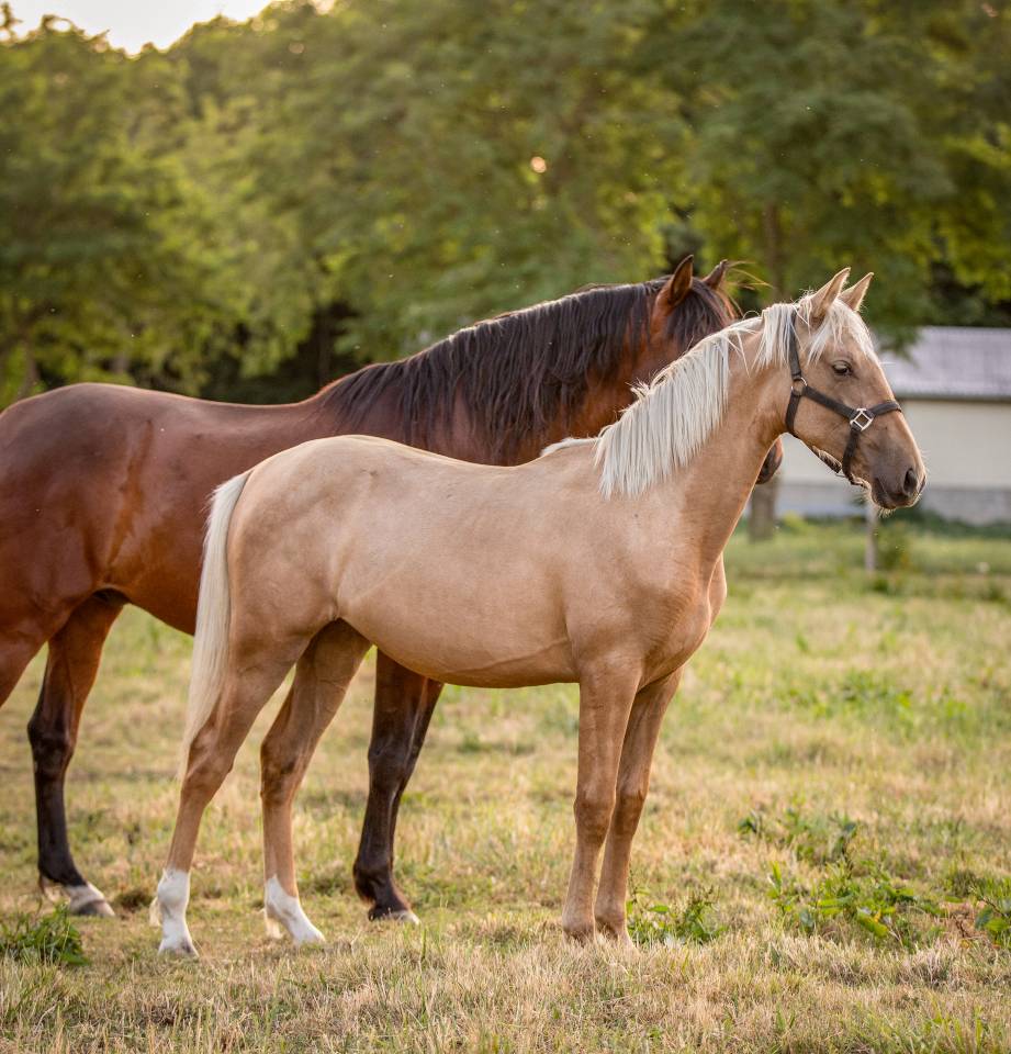 Pouliche pure race espagnole 