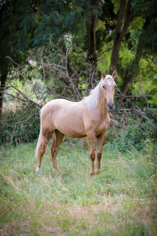 Pouliche pure race espagnole 