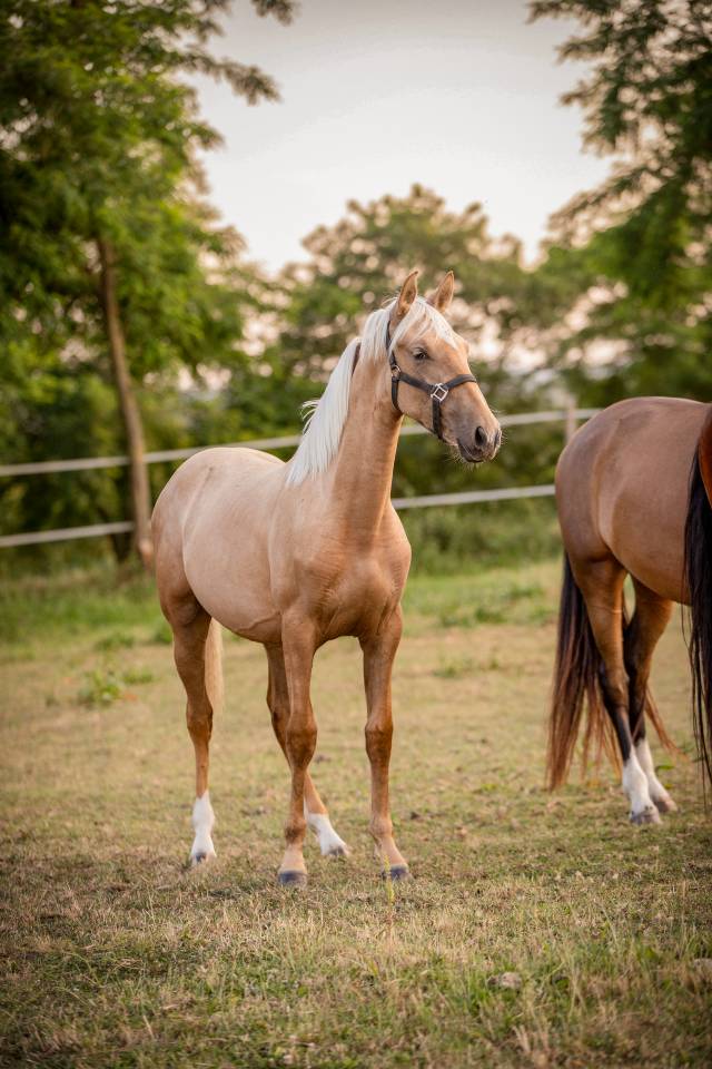 Pouliche pure race espagnole 