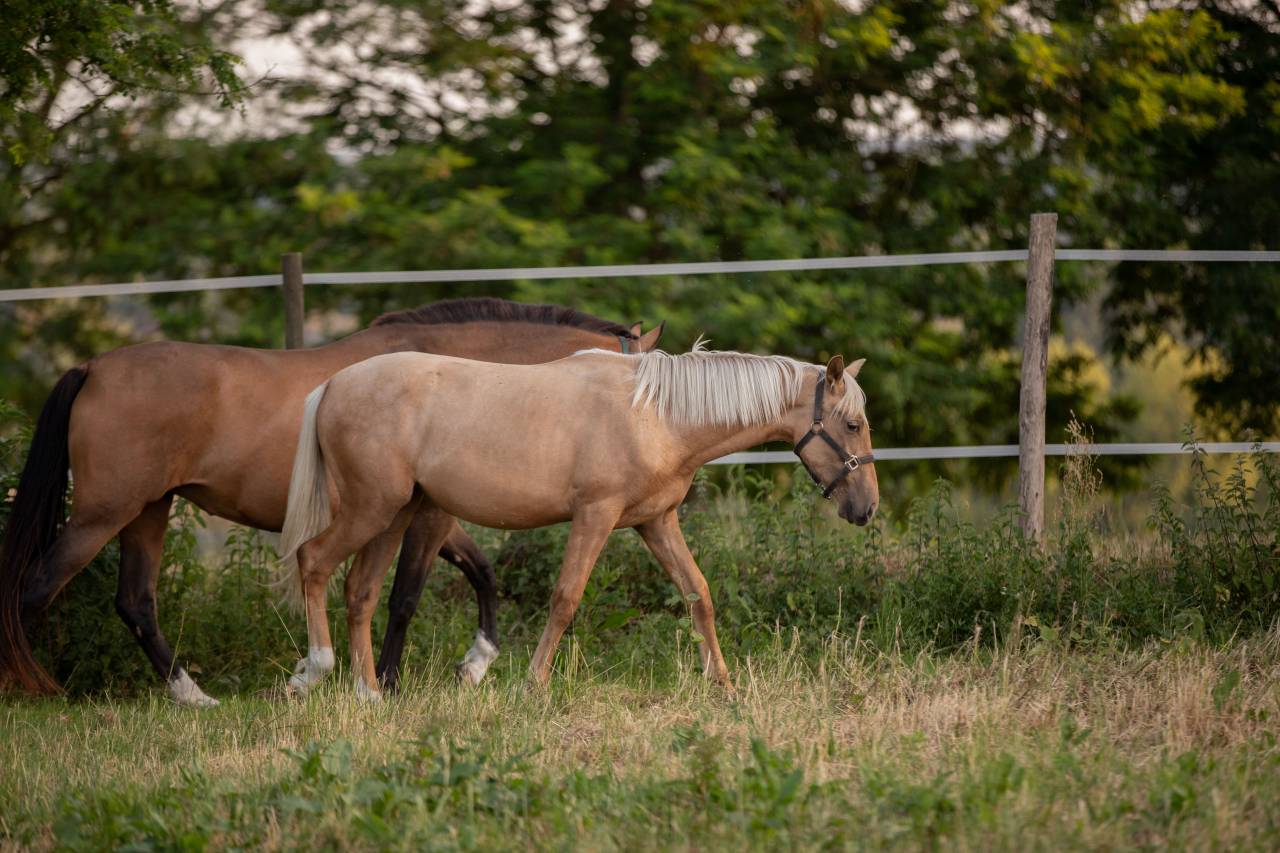 Pouliche pure race espagnole 