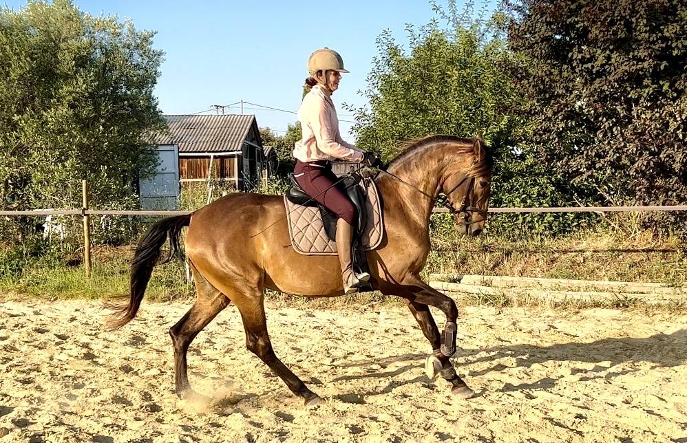 Jument Lusitanienne 6 ans par Equador MVL