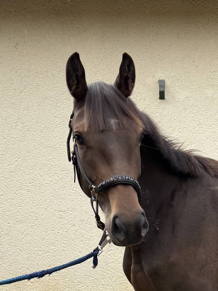 Pouliche sf de 2 ans par Jilbert Van’t Ruytershof