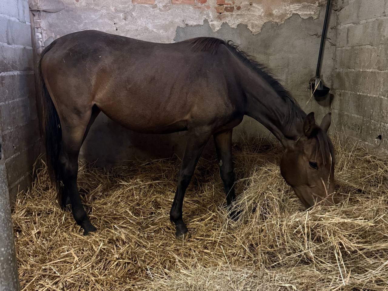 Pouliche sf de 2 ans par Jilbert Van’t Ruytershof